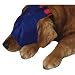 Premier Pet Gentle Leader Calming Cap- Petite, Blue