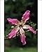Photographic Prints of FG-12158 Brazilian Floss SILK Tree - flower from Ardea Wildlife Pets