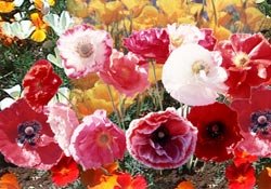 Poppy Cascade Pocket (Papaver Rhoeas) Mix a Blend of California Poppy, Red Poppy, Iceland Poppy and Shirley Poppy. Attracts Hummingbirds and Butterflies Easy to Grow! Approx 100 Seeds