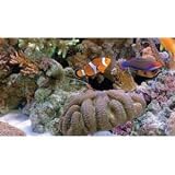 3D Aquarium [Blu-ray 3D]