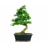 Brussel's CT0116FT Fukien Tea Bonsai