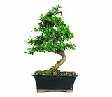 On Sale Brussel's CT0116FT Fukien Tea Bonsai by Brussel's Bonsai
