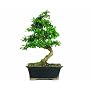 Brussel's CT0116FT Fukien Tea Bonsai