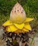 Cold Hardy Chinese Yellow Flowering Banana - Musella