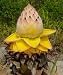 Cold Hardy Chinese Yellow Flowering Banana - Musella