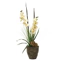 Orchids in Round Planter