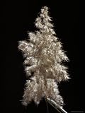 Reed Grass Seed Head and Shaft, Phragmites Australis, Australia Botanical Photographic Poster Print by Jason Edwards, 30x40