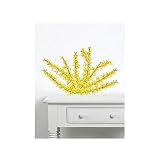 Plage  Forsythia