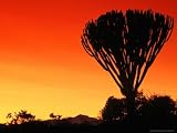 Giant Cactus Tree at Sunset, Lake Naivasha, Kenya Photographic Poster Print by Anders Blomqvist, 32x24