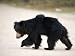 Sloth Bear (Melursus Ursinus), Bandhavgarh National Park, Madhya Pradesh State, India Art Photographic Poster Print by Thorsten Milse, 24x18