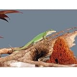 Lizard's Lair Kit