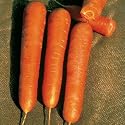 Carrot Nantes Organic Seeds - carrot plant seeds - Vegetable Garden Plant Seeds