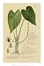 Descubes Aroid Plant I by Unknown. ART GICLEE Canvas Rolled. 14.00 inches width by 21.00 inches height. Highest Quality Art Poster Print