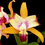 Lc Island Springs 'Lenette'
