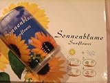 Sonnenblume in der Dose