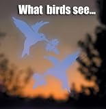 Window Alert Hummingbird Decal