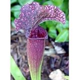 Carnivorous Judith Hindle Pitcher Plant - Sarracenia