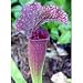 Carnivorous Judith Hindle Pitcher Plant