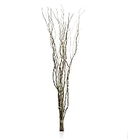 Large Salix