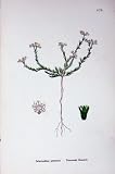 Botany Plants C1902 Perennial Knawel Scleranthus Colour