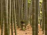 IMAGE OF Stone Lantern, Bamboo Forest, Kamakura City, Kanagawa Prefecture, Honshu Island, Japan Photographic Poster Print by Christian Kober, 12x16