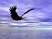 American Bald Eagle.' Wall Decal - 24