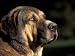 Spanish Mastiff Portrait Animals Photographic Poster Print by Adriano Bacchella, 16x12