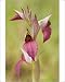 Photographic Prints of Eastern Tongue Orchid from Ardea Wildlife Pets