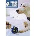 L'�ducation mentale du chien : Offrez-lui plus d'activit�s