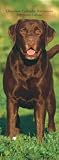 Labrador Retrievers, Chocolate 2008 Slimline: Slim