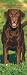 Labrador Retrievers, Chocolate 2008 Slimline Calendar (German, French and Spanish Edition)