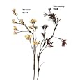 Giant Kangaroo Paw w/14 Paws (New Generation PVC)