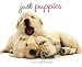 Just Puppies 2010 Calendar
