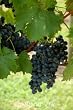 Pinot Noir Grape Vine "Super One Gallon" by Monrovia Growers