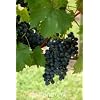 Pinot Noir Grape Vine "Super One Gallon" by Monrovia Growers
