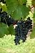 Pinot Noir Grape Vine "Super One Gallon" by Monrovia Growers