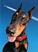 Airheaded Doberman Belated Birthday Card