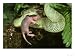 African Bush Viper, Atheris Squamiger, Eating Pinky (Young Mouse), Zaire Photographic...