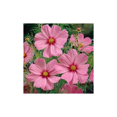 Pink Cosmos Annual Flower Seeds pink cosmos annual flower seeds