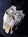 Endangered Northern Hairy-Nosed Wombat's Molar Tooth, Australia Photographic Poster Print by Jason Edwards, 12x16