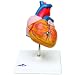 3B Scientific G08 2 Part Classic Heart Model, 7.5" x 4.7" x 4.7"