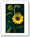 Two Sunflower Stems by Christina Flokowski 17
