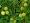 Love In a Puff - Balloon Vine 25 Seeds/Seed