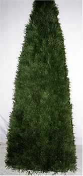 62" OUTDOOR Pond Cypress Cone Topiary Tree
