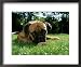 Bullmastiff Portrait Animals Framed Art Poster Print by Wegner, 22x18