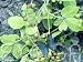 Garten & Freizeit : JiaoGuLan Jiao-Gu-Lan Gynostemma pentaphyllum Ginseng Samen