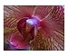 ancestor Botanical Photographic Poster Print by Jill L. Sullivan, 10x8