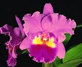 Lc Drumbeat 'Heritage' HCC/AOS (cattleya orchid plant)