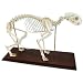 3B Scientific T30028 Cat Skeleton (Felis Catus)