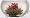 Primula Glass Tea Pot with Infuser